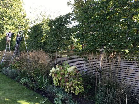 Pleached Hornbeam Trees Being Tied And Trimmed Bushy Business