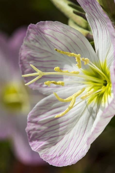 Check spelling or type a new query. Pink Evening Primrose Flower Photograph by Steven Schwartzman