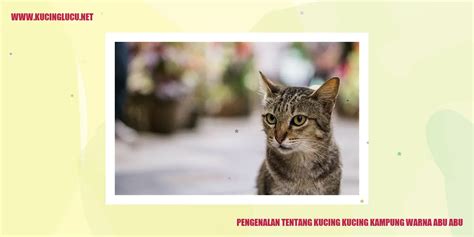 Kucing Kampung Warna Abu Abu Pesona Dan Keunikan Kucing Ras Asli