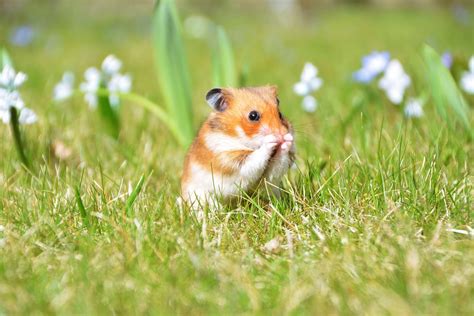 8 Surprising Facts About Hamsters
