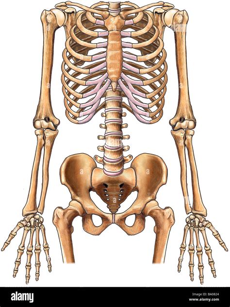 Torso Anatomy Diagram Skeletal Torso Anatomy By Badfish81 On