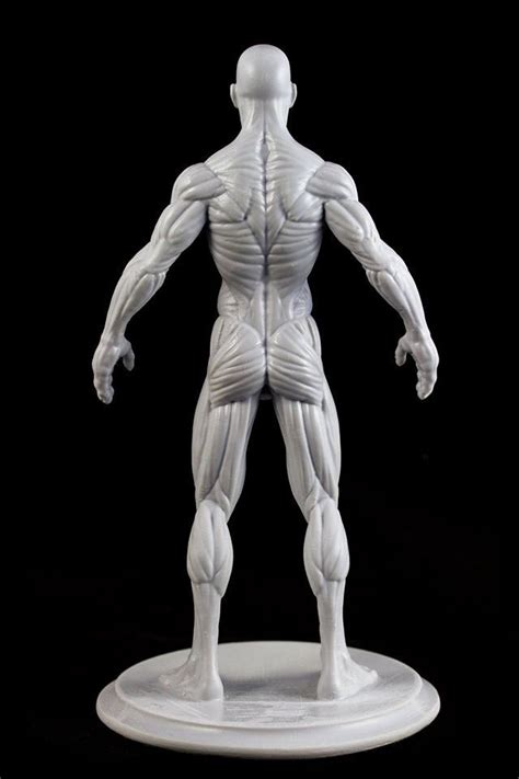 Anatoref — Anatomy Sculptures Row 1 Row 2 And 3 Row 4 And 5 Anatomy