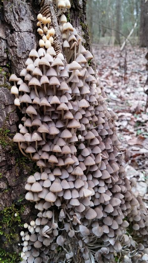 Thousands Of Mushrooms Growing Around A Tree More Pictures In Comments