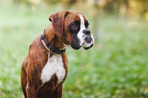 20 Most Loyal Dog Breeds That Make Great Pets Readers Digest