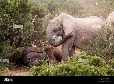 Elephants Gather Around A Young Dead Elephant Keeping Predators At Bay