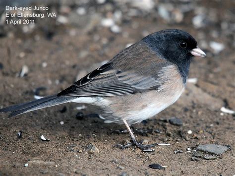 Northwest Nature Notes Return Of The Juncos