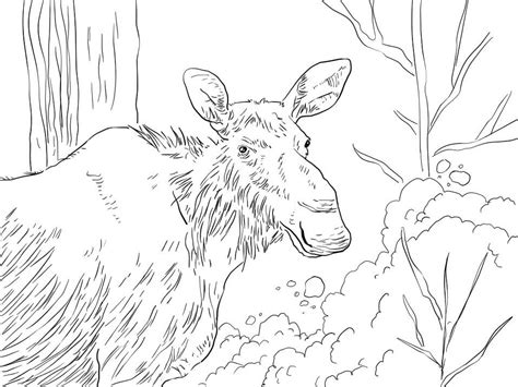 Alaska Moose Coloring Page Free Printable Coloring Pages For Kids