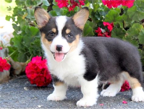 Beautiful ranch raised corgi puppies for sale four hundered for males and females. Pembroke Welsh Corgi Puppies For Sale | Houston, TX #253835