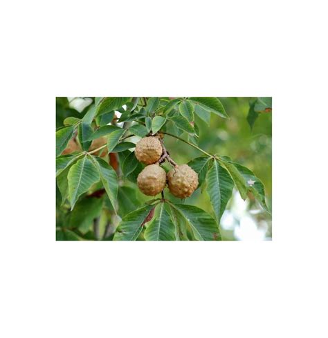 2 Buckeye Tree Seeds For Planting State Tree Of Ohio Aesculus