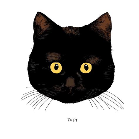 No All Black Cats Are Not Alike Huffpost