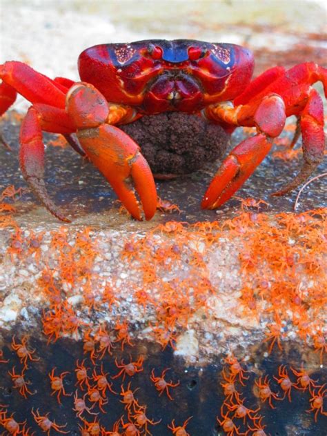 Tripadvisor has 734 reviews of christmas island hotels, attractions, and restaurants making it your best christmas island resource. Christmas Island Red Crabs: Characteristics, reproduction ...