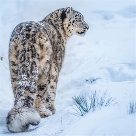 Snow Leopard Foundation Youtube