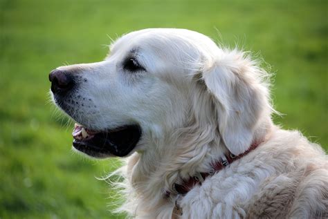 Free Images White Puppy Animal Canine Pet Fur Golden Retriever