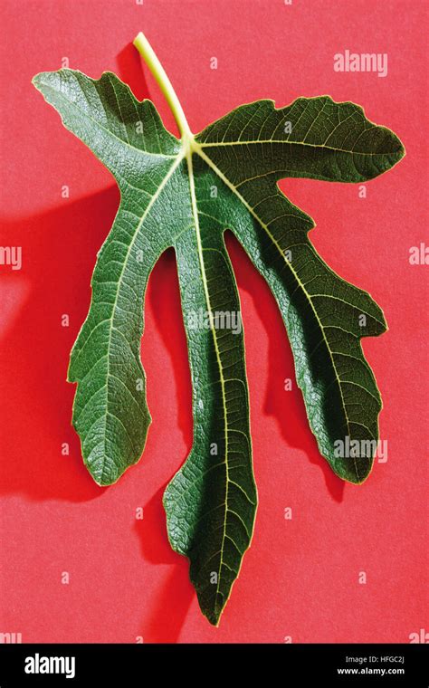 Adam Fig Leaf Hi Res Stock Photography And Images Alamy