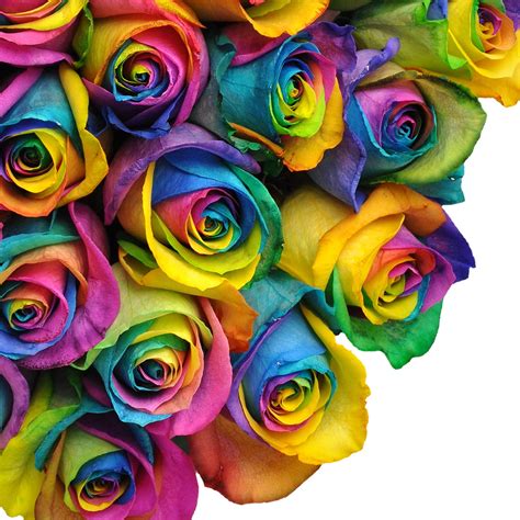 Natural Fresh Flowers Tinted Rainbow Roses 20 50 Stems