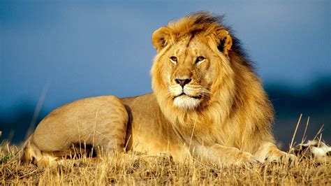 wallpaper lion savanna  animals