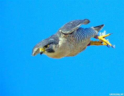 Peregrine falcons breed in a variety of different habitats across north america. Peregrine Falcon in Dive by Jim Sullivan | ISU Statesmen Tow… | Flickr