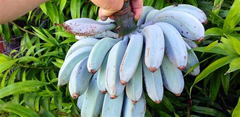 Blue Java Bananas The Bananas That Tastes Like A Vanilla Ice Cream