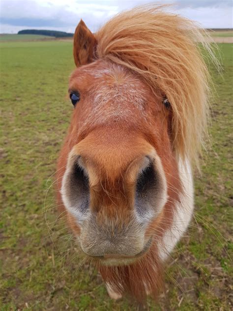 Our Cute Little Shetland This Morning Animal Noses Shetland Pony