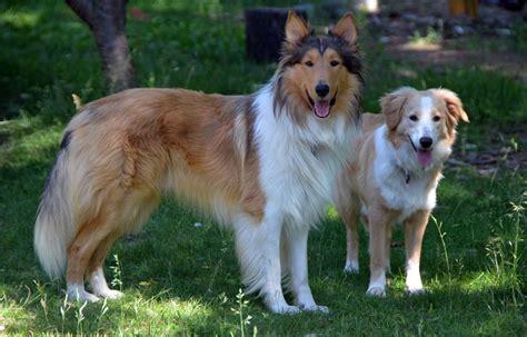 Rough Collie Vs Australian Shepherd