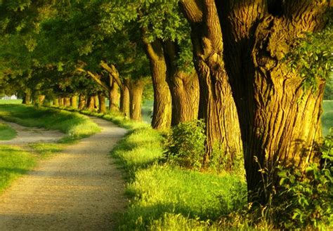 Fondo Pantalla Camino En El Bosque Paisajes Hermosa