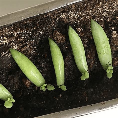 How To Propagate Succulents The Garden