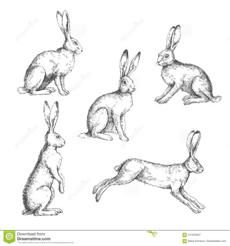 Vector Set Of Vintage Illustrations Of Hares Isolated On White Stock Vector Illustration Of