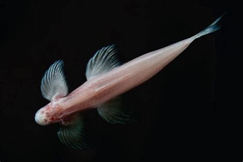 Cryptotora Thamicola Blind Fish That Crawls On Land Holds Clues To