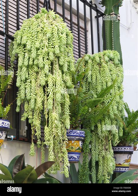 Succulent Drooping Green Plants Hanging From Window Bars In Alora