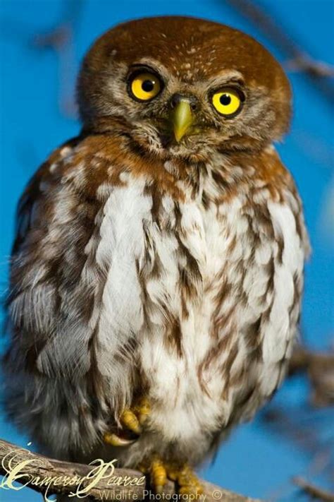 Pearl Spotted Owlet World Birds Owlet Owl