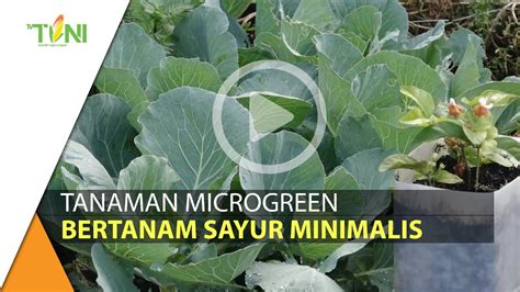 Microgreen Bertanam Sayuran Minimalis Di Tengah Pandemi Youtube