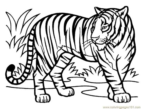 Tigre De Bengala Para Colorear E Imprimir Dibujos Para Colorear Porn
