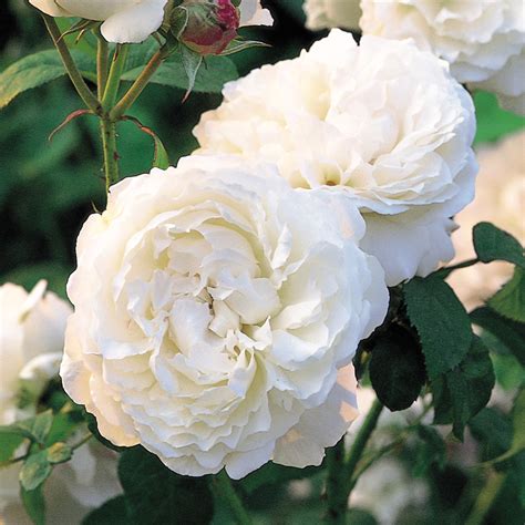 Winchester Cathedral English Standard Rose David Austin Roses