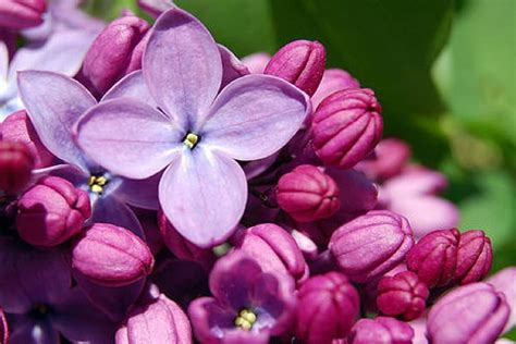 Lovely Lilacs Lilac Pretty Flowers Purple Hd Wallpaper Peakpx