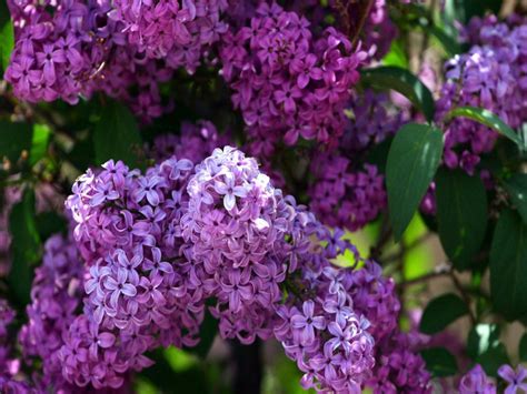 Free Screensavers And Backgrounds Lilacs Screensavers Pictures