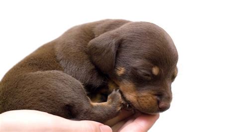 They may be a little unstable but they should be able to stand and take a few steps. When do Puppies Open their Eyes
