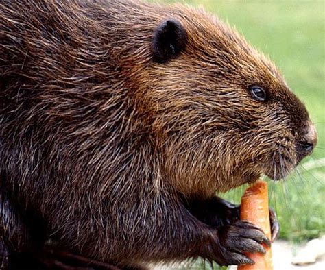 Do Beavers Eat Apples Abiewir