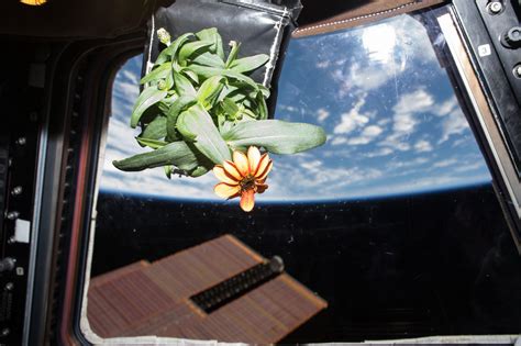 Space Farmer Scott Kelly Harvests First Space Zinnias Grown Aboard