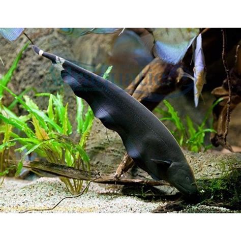 Bandung Ikan Hias Black Ghost Knifefish Knife Fish Air Tawar Aquarium