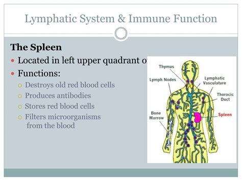 Ppt Lymphatic Assessment Powerpoint Presentation Free Download Id