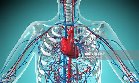 Heart And Circulatory System With Blood Vessels High Res