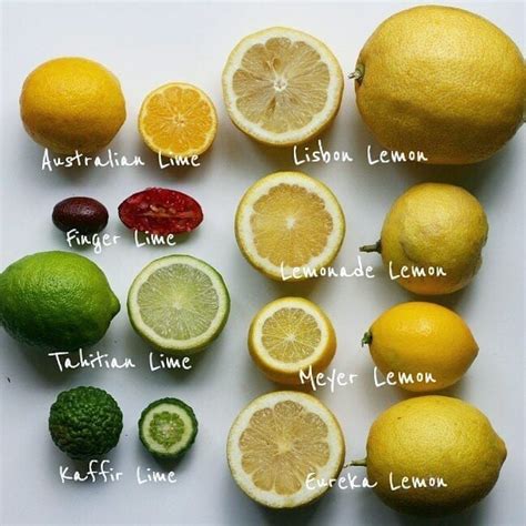 Francisco Futi On Instagram “these Are The Varieties Of Lemons And