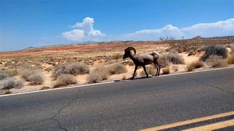 Scenic Drive Big Horn Sheep Sighting At The Valley Of Fire Near Las Vegas Nevada Youtube