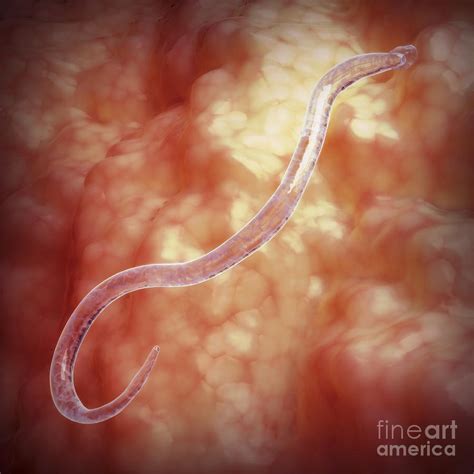 Hookworm Photograph By Science Picture Co