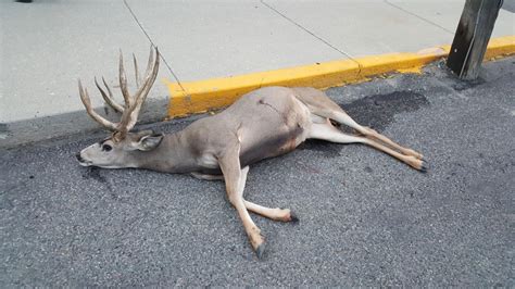 Buck Deer Shot Killed In Uptown Butte Area Group Offers Reward For