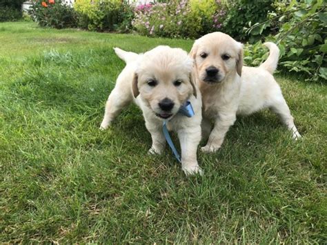 √√ Golden Retriever Puppies For Sale 200 Northern Cape South Africa