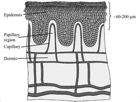 1 Schematic View Of The Skin And Its Blood Vessels Download