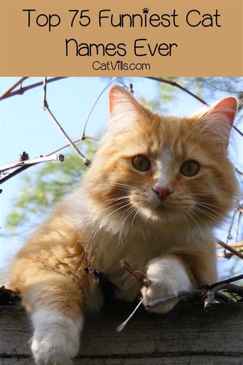 Top 75 Funniest Cat Names Ever Funny Cat Names Cute Cat