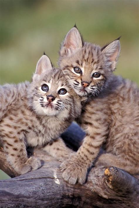 Americanlisted features safe and local classifieds for everything you need! Baby Bobcats! | Baby animals, Kittens and puppies, Baby bobcat