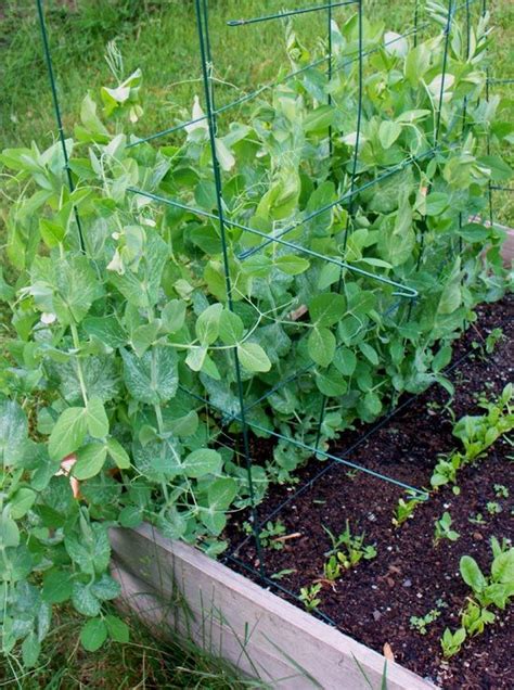 Growing Sugar Snap Peas Plant Two Rows Of Seeds In A